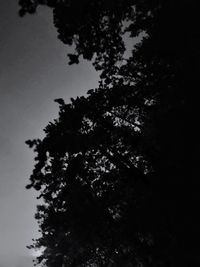 Low angle view of silhouette tree against sky