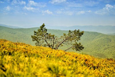 Scenic view of landscape against sky