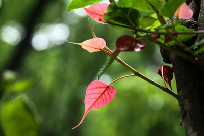 Close-up of red flowering plant