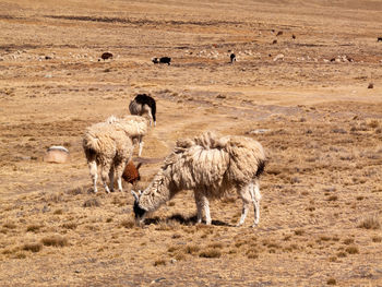 Sheep standing in a field