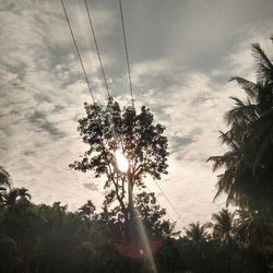 Sun shining through trees