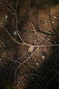 Close-up of tree in forest at night