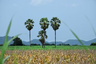 Palm trees up in the middle of dry corn trees fields in background.