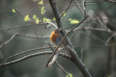 Close-up of bird perching on branch