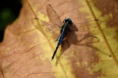 Close-up of insect on leaf