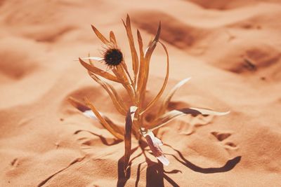 Close-up of dried plant