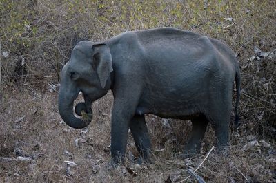 Close-up of elephant