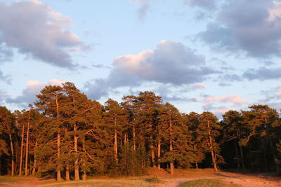 Trees on field against sky during autumn
