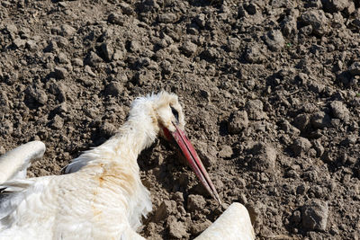 Dead body of white stork ciconia ciconia lay on the ground