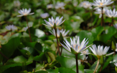 Close-up of white flowering plant