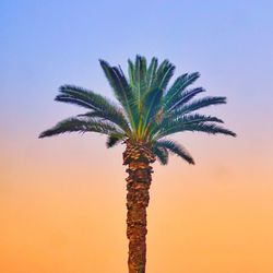 Palm tree against sky during sunset