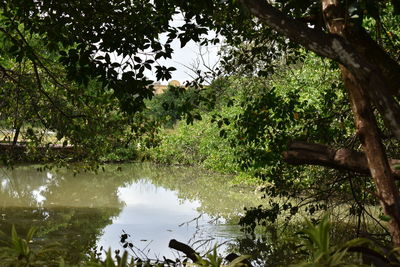 Scenic view of lake in forest