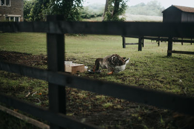 View of cat by fence on field