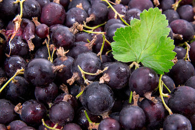 Full frame shot of grapes