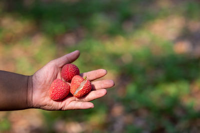 Midsection of person holding fruit