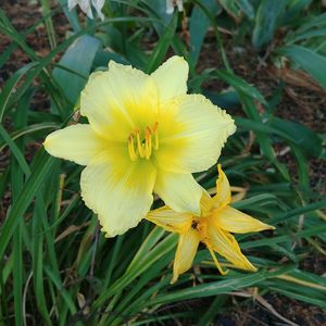 Close-up of yellow flowering plant on field