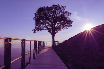 Tree by footpath against sky during sunset