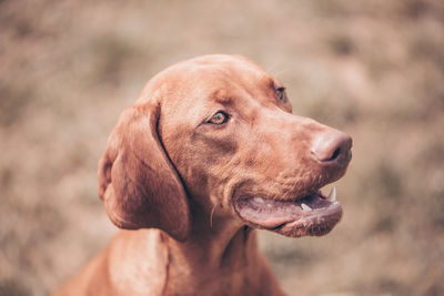 Close-up of dog looking away