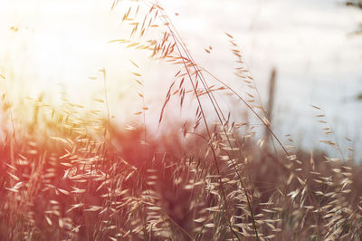 Close-up of stalks in field