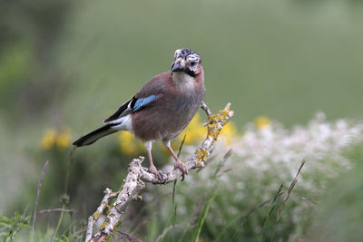 Close-up of bird perching on plant