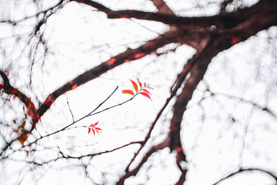 Low angle view of flower tree against sky