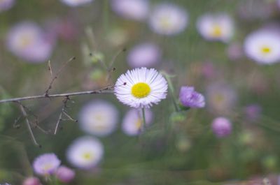 Close-up of flower blooming outdoors