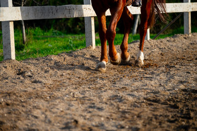 Low section of man riding horse