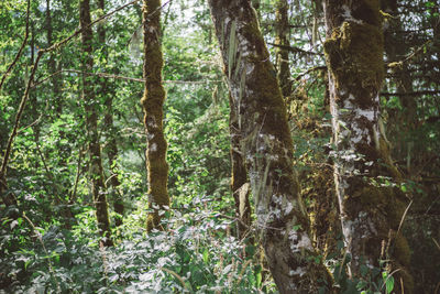 Trees in forest