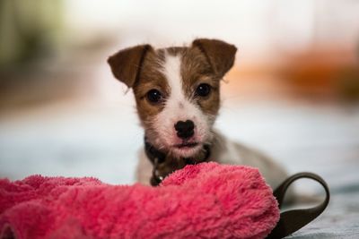 Portrait of puppy by pink bag relaxing at home