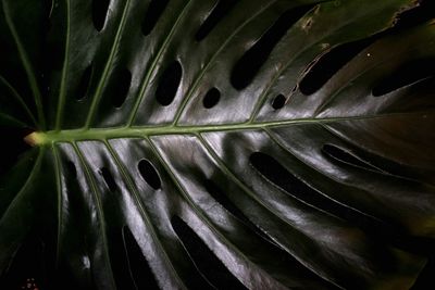 Full frame shot of plant