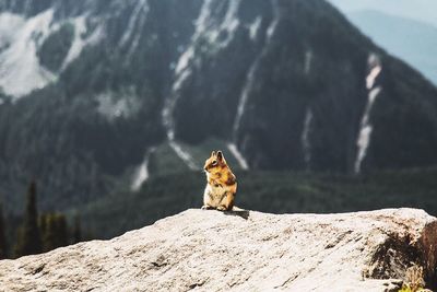 Squirrel against mountain on rock during sunny day