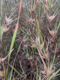 High angle view of dry plants on field