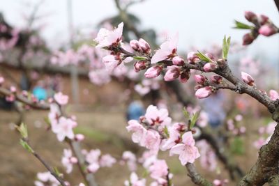 Close-up of pink cherry blossoms in spring