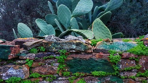 Close-up of cactus plants