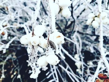 Close-up of snow on plant