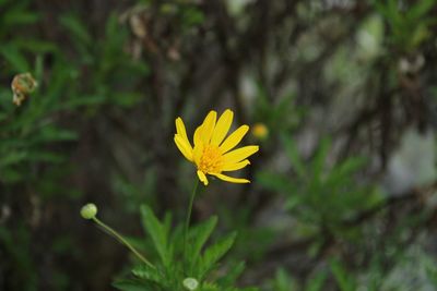 Close-up of yellow flowering plant