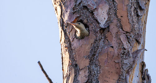 Close-up of squirrel on tree trunk