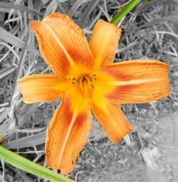 Close-up of yellow flower blooming outdoors