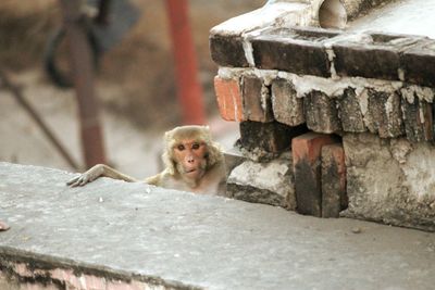 A monkey try to take a glimpse other side of the wall