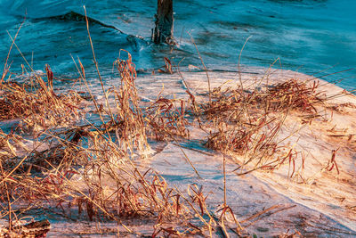 High angle view of plants on beach