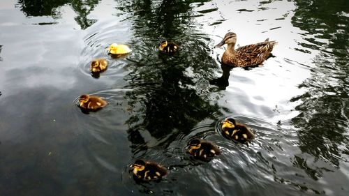 Ducks swimming in lake