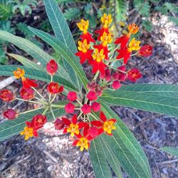 Close-up of red flowers