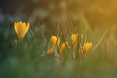 Close-up of yellow crocus blooming on field