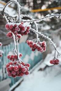 Close-up of frozen berries on tree