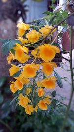 Close-up of yellow flowers blooming outdoors