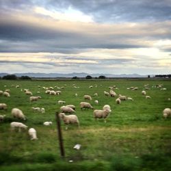 Birds on grassy field