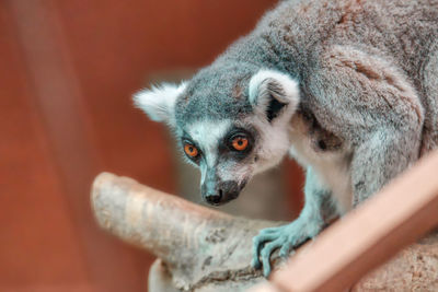 A ring-tailed lemur of the wild place project