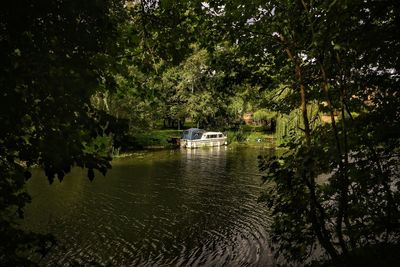 Scenic view of river in forest