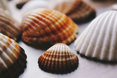 Close-up of seashells on table