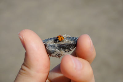 Close-up of hand holding leaf